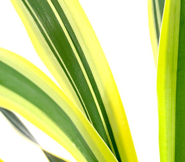 Gelbbunte Kerzen-Palmlilie 'Variegata'