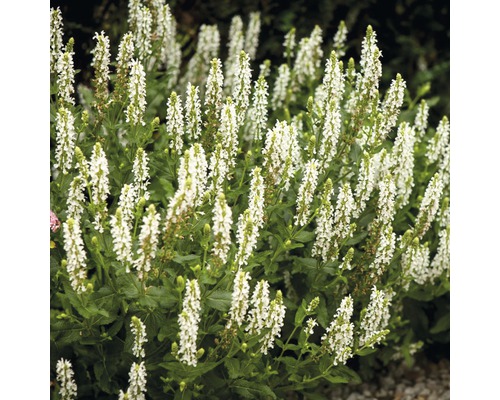 Bossalie, siersalie FloraSelf Salvia nemorosa H 20-40 cm Co 5 L