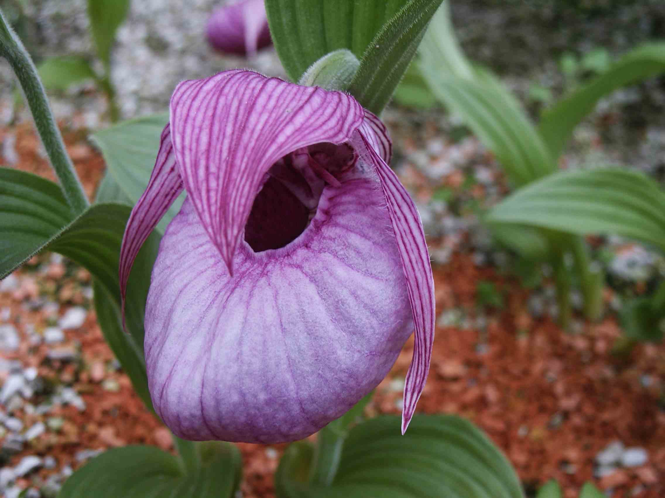 Cypripedium franchetti (orchidées terrestres) taille pot de 1 litre - 0/80 cm