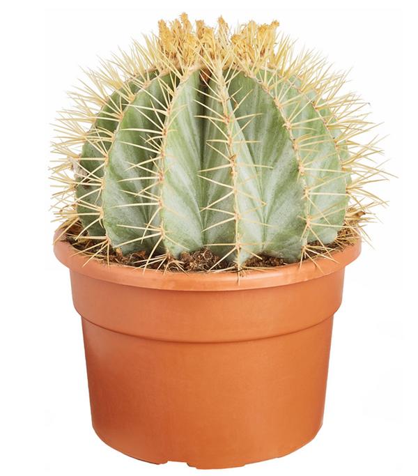 Ferokaktus - Ferocactus glaucescens