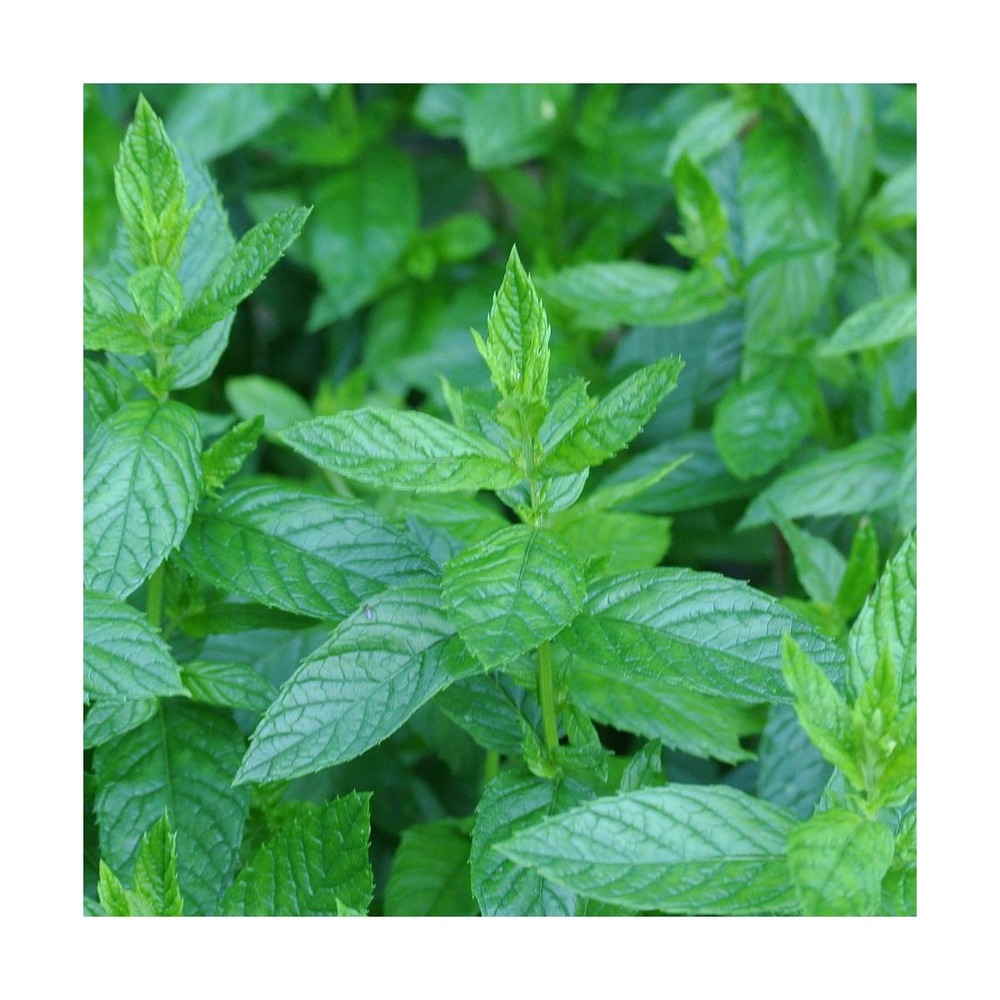 Graines de menthe verte/mentha spicata[-]présemée