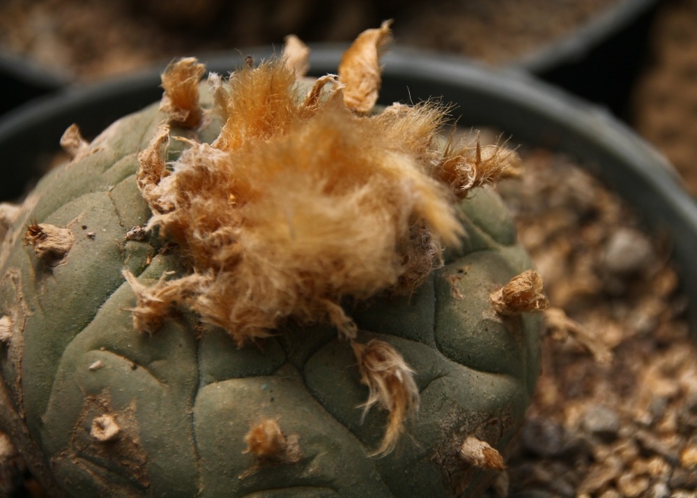 Peyotl - 20 graines - avec substrat - lophophora williamsii