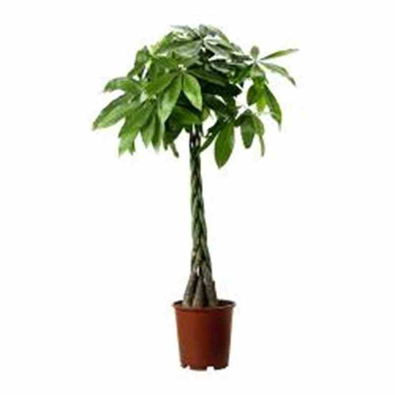 Pachira aquatica (noix de malabar, châtaignier de guyane, cacaoyer-rivière) taille pot de 2 litres - 30/50 cm
