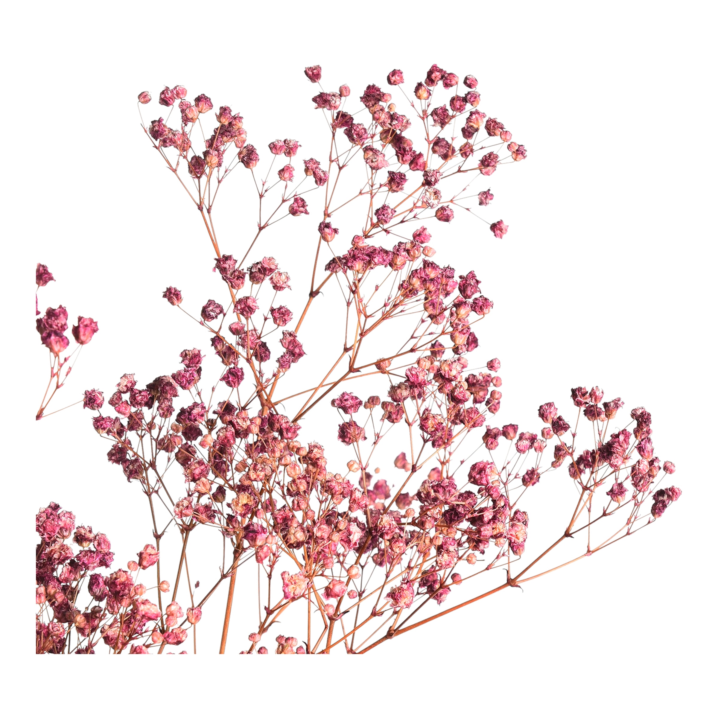 beere, L 55 cm