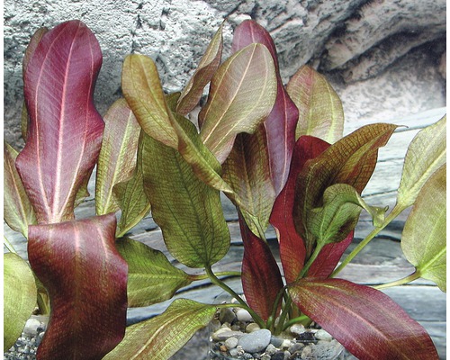 Zwaardplant 'Little Bear' - Echinodorus 'Jungle Star' nr. 2