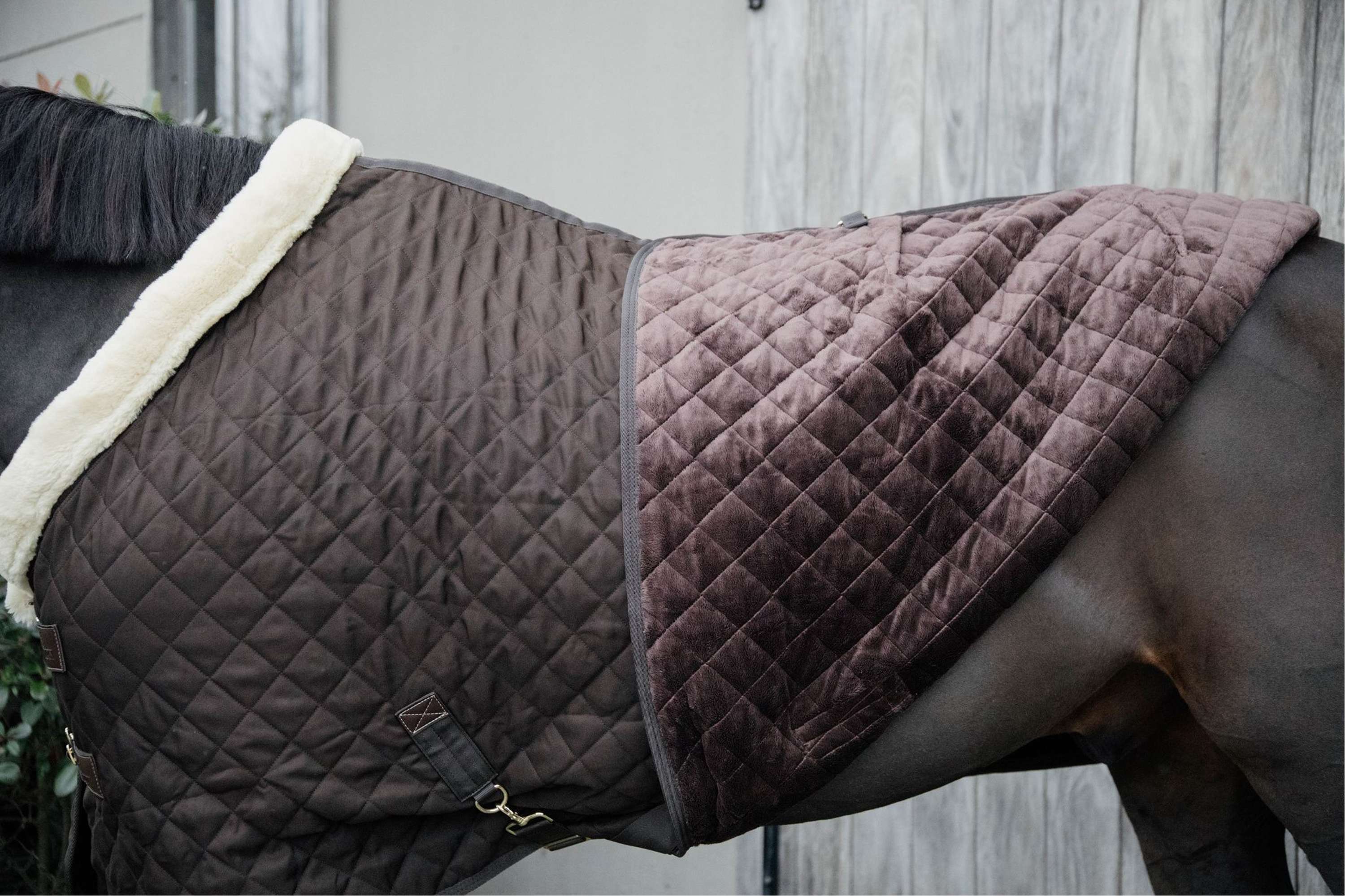 Kentucky Showdeken 160g Bruin