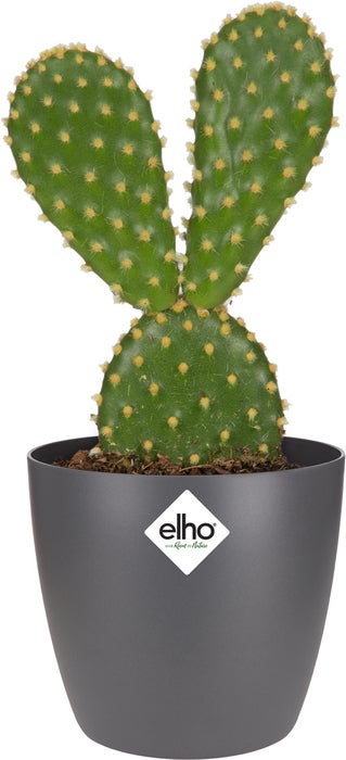Elho bloempot Brussels antraciet D 6,7 H 6 cm