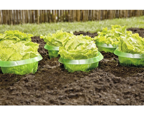 Slakkenbeschermingsring FloraSelf H 11,5 cm, Ø onder 14,5 cm, Ø boven 20 cm, 6 stuks