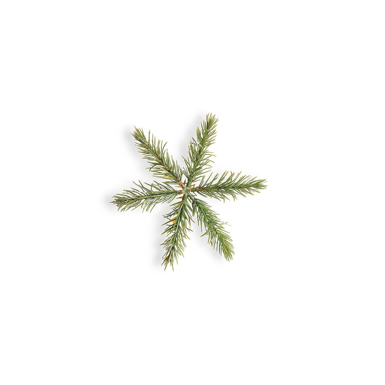 tannengrün, ⌀ 14 cm