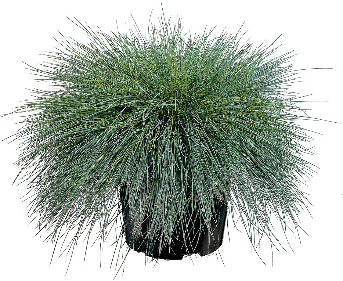 Blauwgras (Festuca glauca 'Intense Blue') D 17 H 35 cm