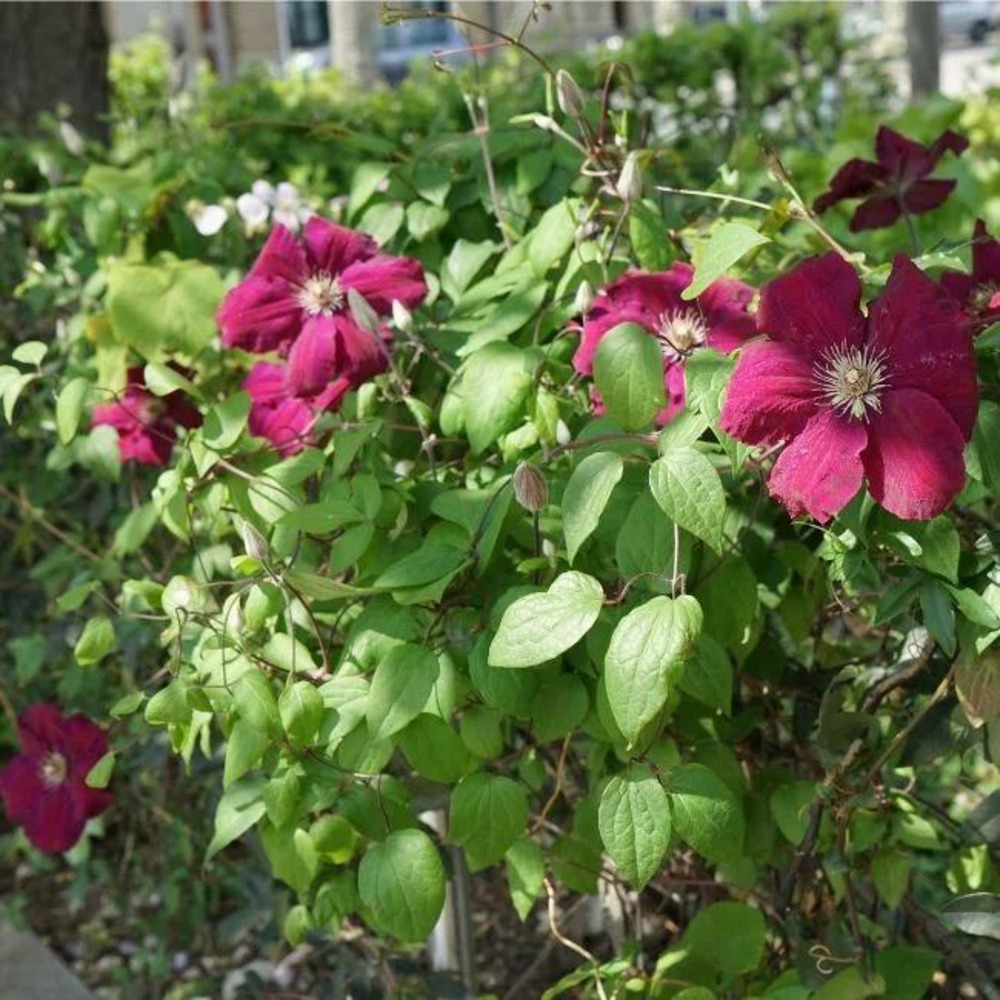 Clématite ernest markham à grandes fleurs rouges 1,5l