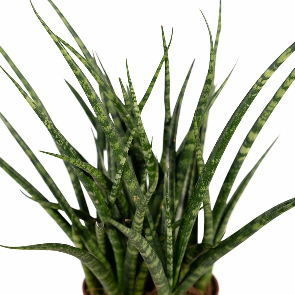 Plante d'intérieur - sansevieria fernwood punk h30cm 30cm