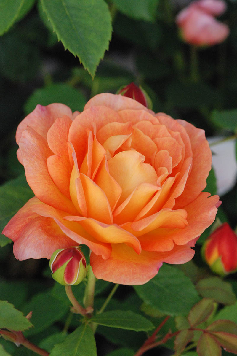 Rosier david austin 'lady of shalott' ? - 5l