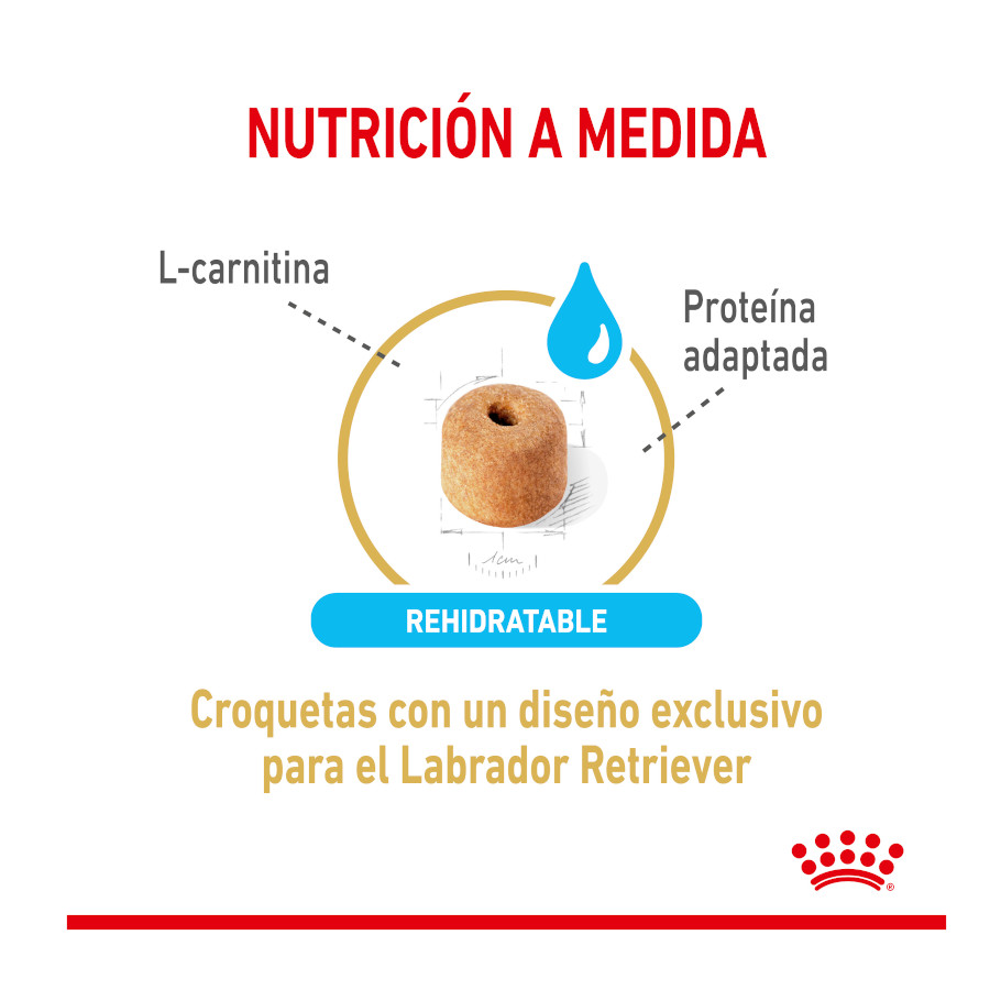 Ração Royal Canin Adult 5+ para Labrador