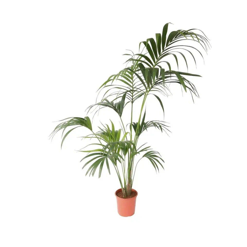 Kentiapalm - Howea forsteriana - Hoogte 150-170cm - ⌀24cm