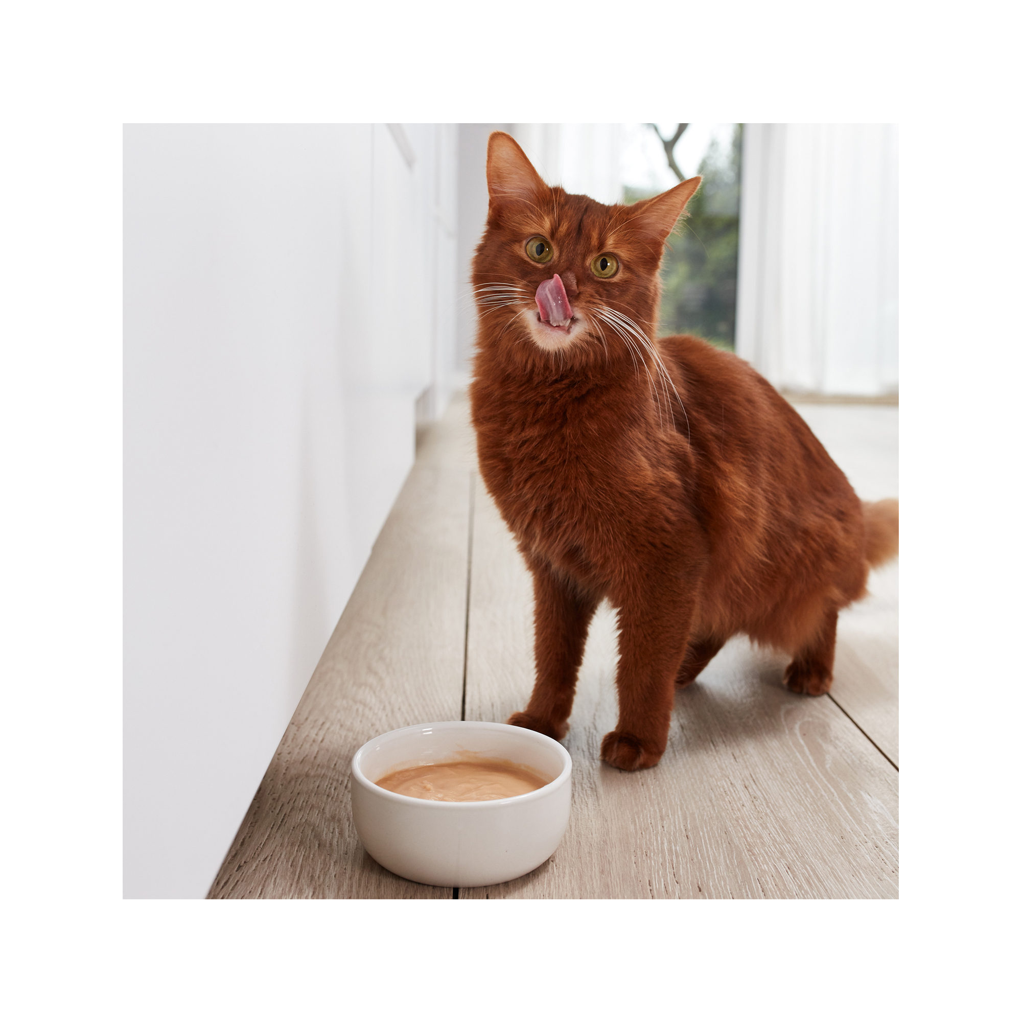 GimCat Pudding