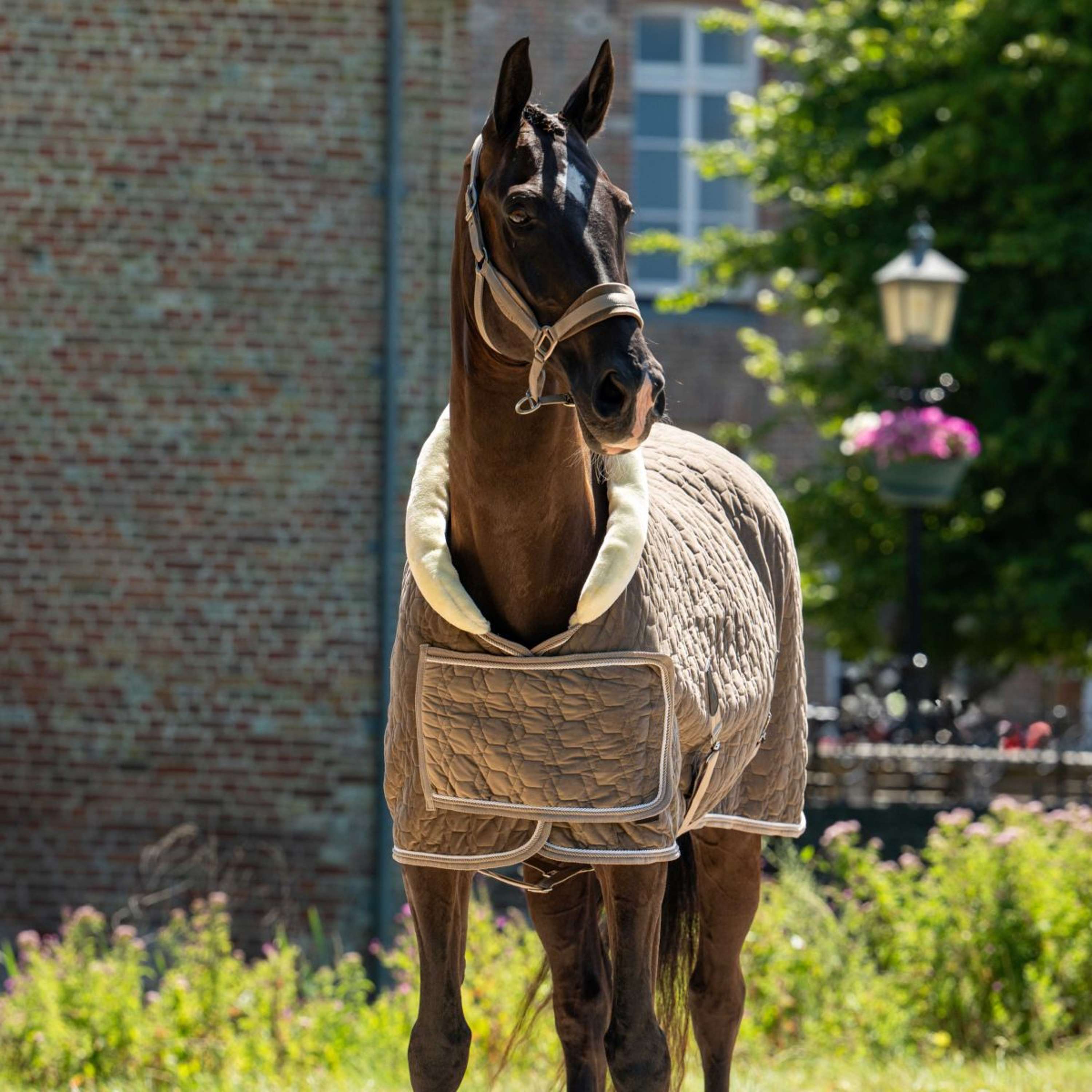 HB Ruitersport Showdeken Special Peach Taupe