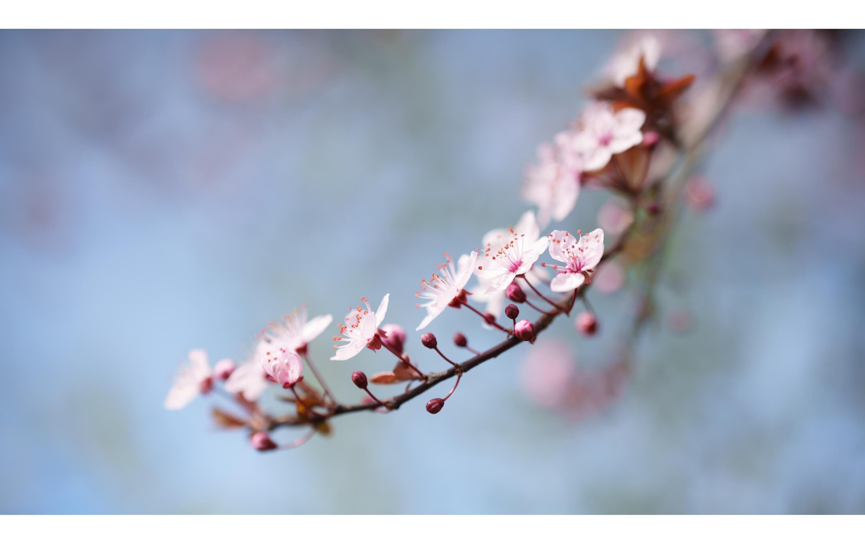 Festbrennweite 50 mm F/1.2 DG DN – Sony E-Mount<br>Standard-Festbrennweite für Sony E-Mount Kameras