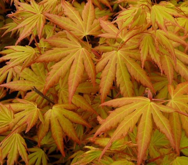 Fächerahorn 'Orange Dream'
