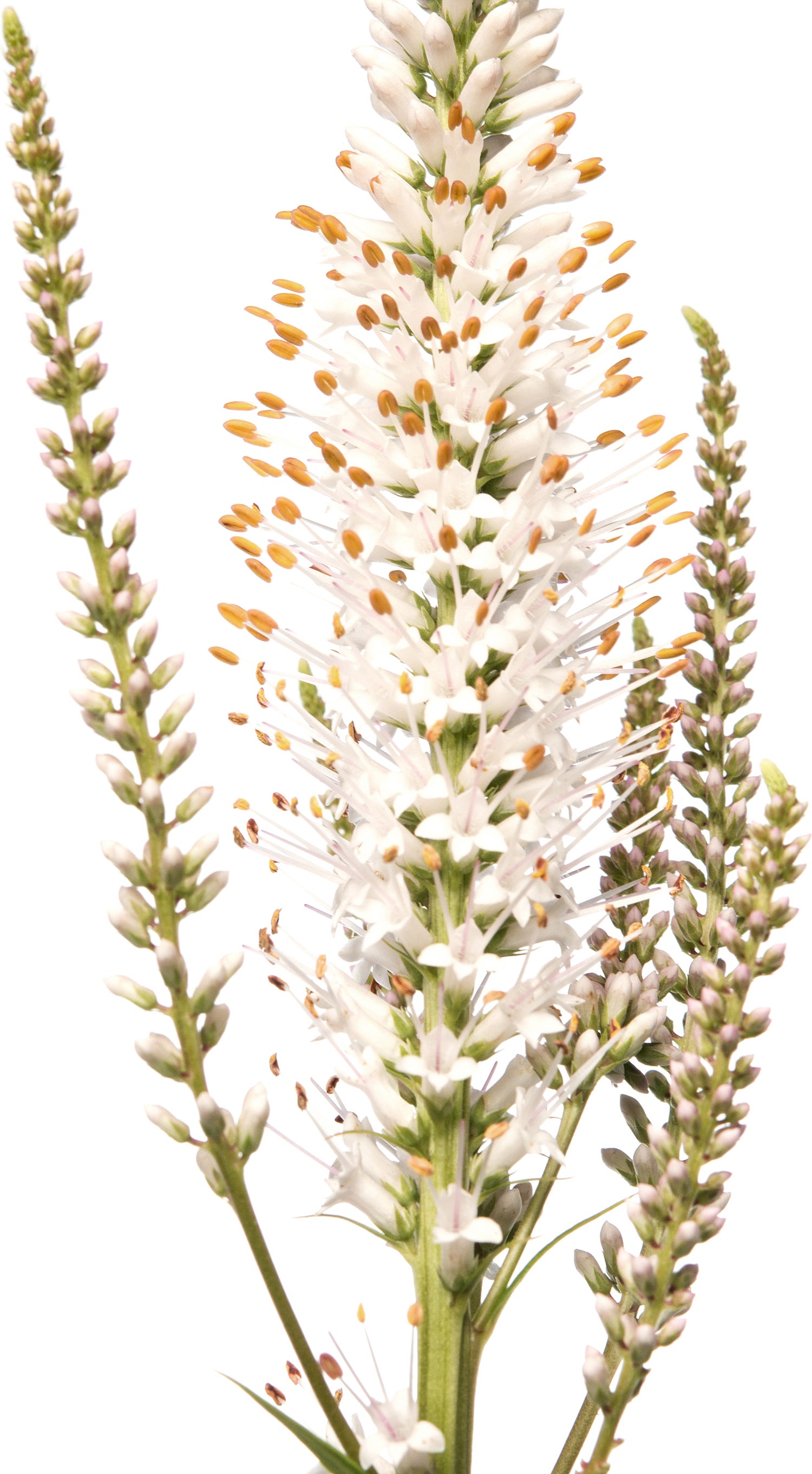 Virginische ereprijs (Veronicastrum virginicum 'Album') D 11 H 10 cm