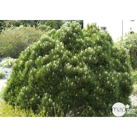 Pinus leucodermis ' Schmidtii' : hauteur 15/20 cm pot 3,7 litres