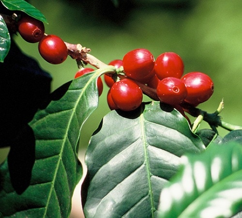 Café moulu : Guatemala - El Maya - 250g - Cafés Lugat