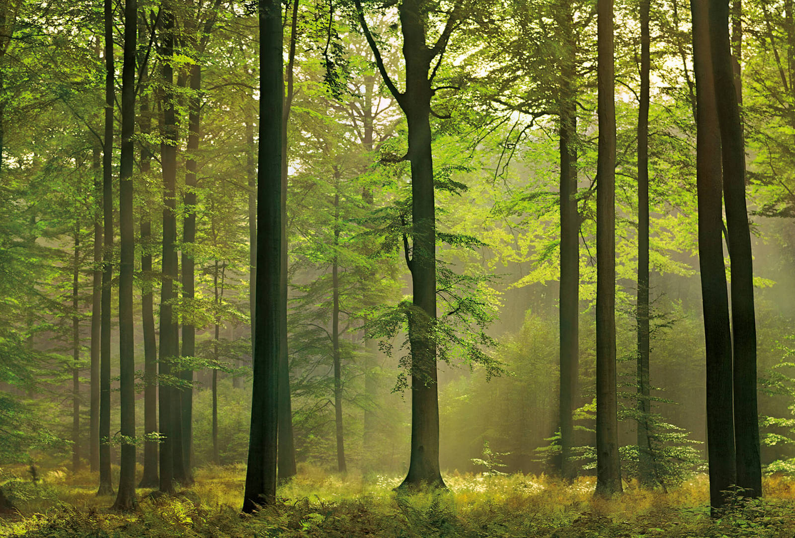 Fototapete DESIGNWALLS 2.0 - grün-braun - Wald - 2,6 Meter