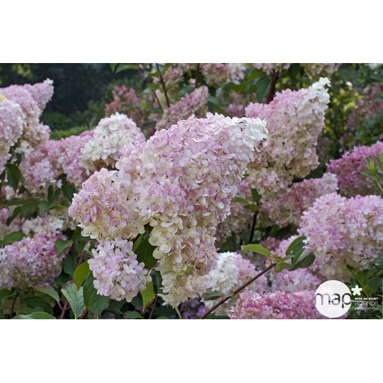 Hydrangea 'Vanille Fraise®', ctr 4 L