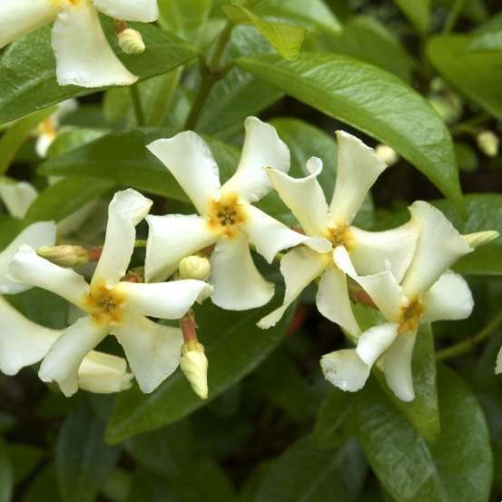 Trachelospermum jasminiodes, pot 1,5 litres