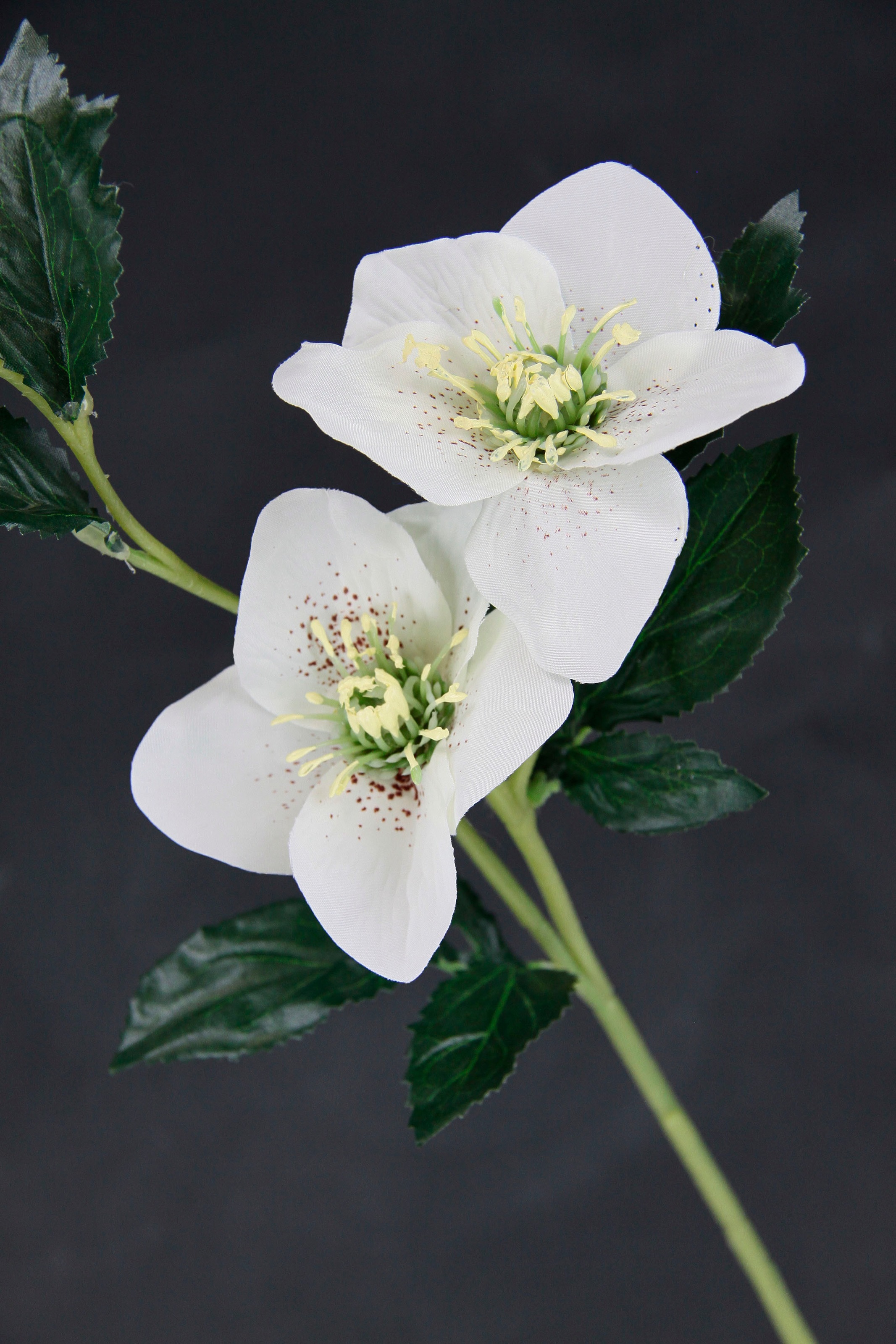 I.GE.A. Kunstblume »Christrose« Künstlich Seidenblumen, 5er Set