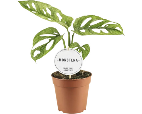 FloraSelf Monstera adansonii 'Mint' Ø 12 cm pot