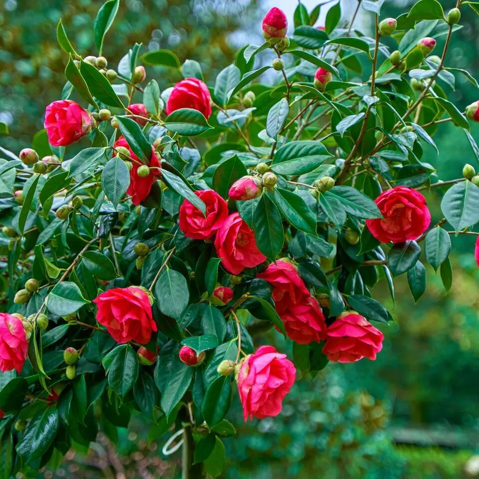 Japanse Roos - Camellia japonica 'Dr. King' - Hoogte 50-60cm - ⌀15cm