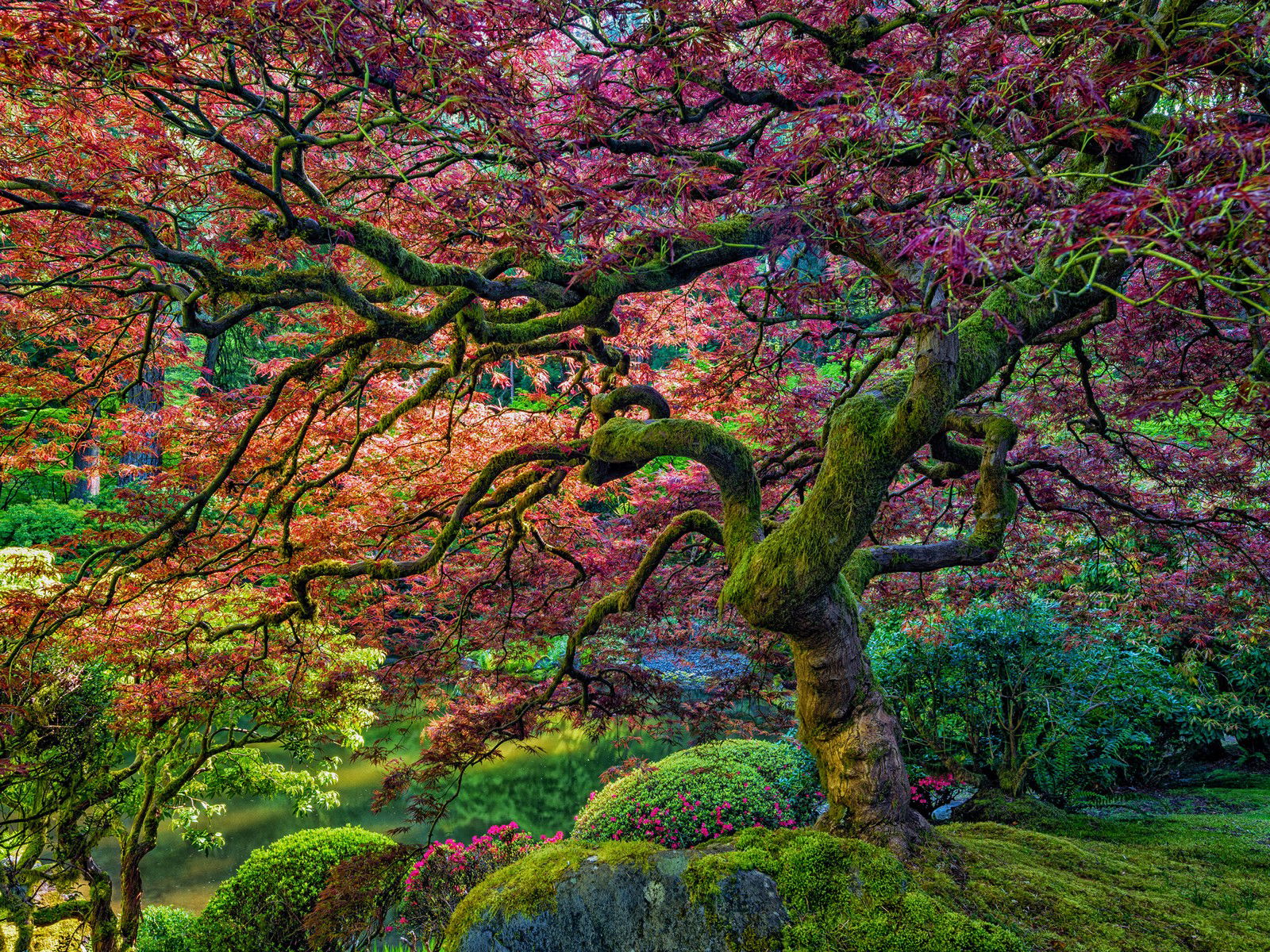 Dressed for Spring by Roman Johnston - Darlings - Small Limited Edition. 30x40.