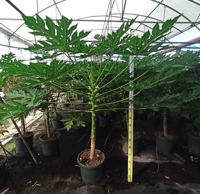 Papayer carica papaya solo taille pot de 7 litres ? 60/80 cm - rose