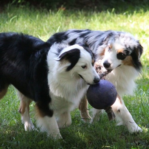 Bola azul para cachorro com corda