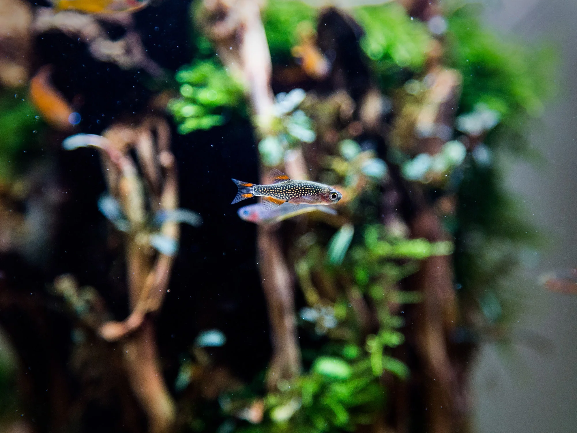 Superfish Aquarium Quadro 40 Pro Zwart   toebehoren