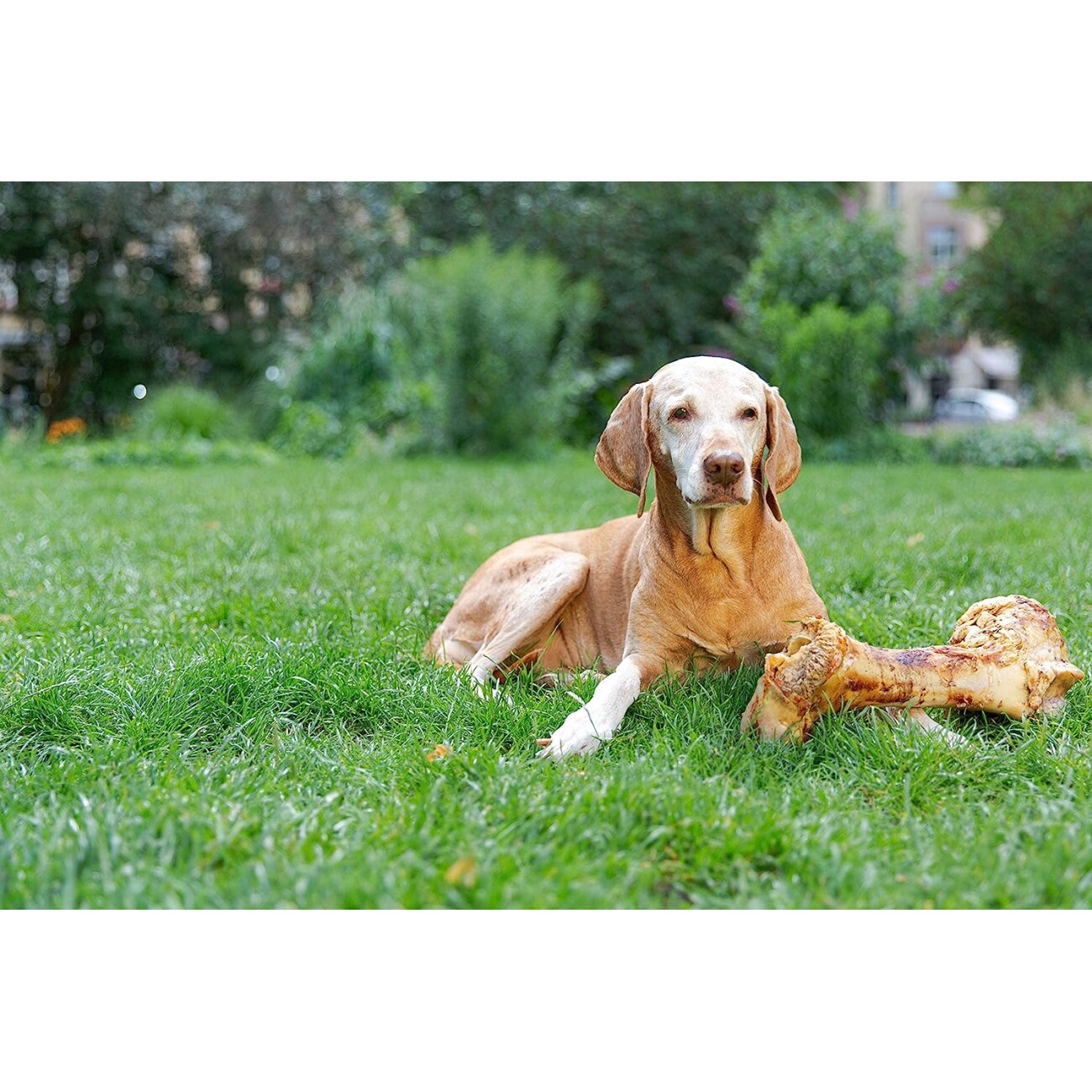 Irish Pure Giant Beef Bone