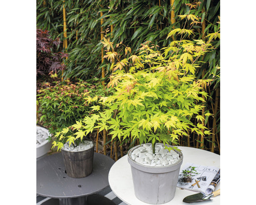 Japanse esdoorn oranje Acer palmatum 'Orange Dream' H 50-60 cm Co 3 L