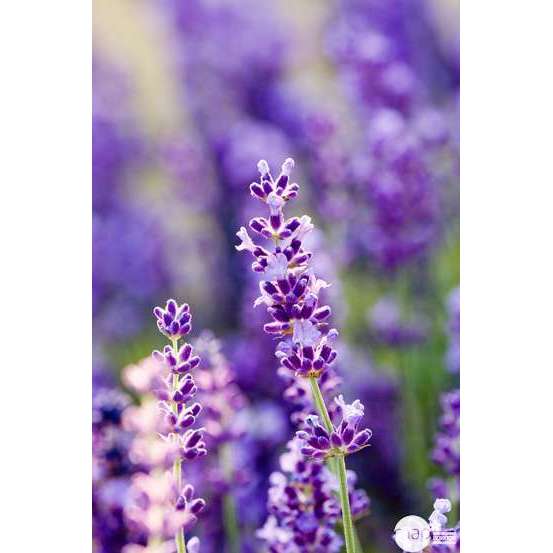 Lavandula angustifolia ' Hidcote ' : 3L RC