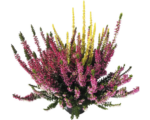 Bud Heather Trio Calluna vulgaris 'Beauty Ladies' Ø 11 cm pot, willekeurige variëteitselectie, driekleurig