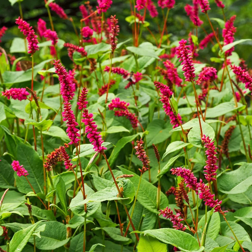 Persicaria amplexicaule Blodslirekne Ø11 cm