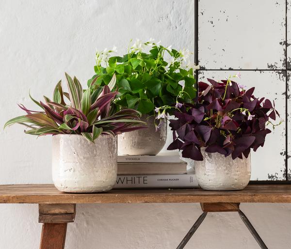 Dreieckiger Glücksklee - Oxalis triangularis