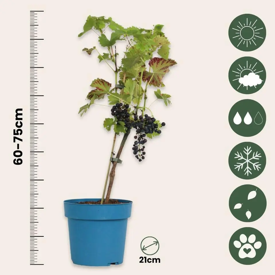 Druivenplant - Vitis vinifera ‘Nero’ - Hoogte 60-75cm - ⌀21cm