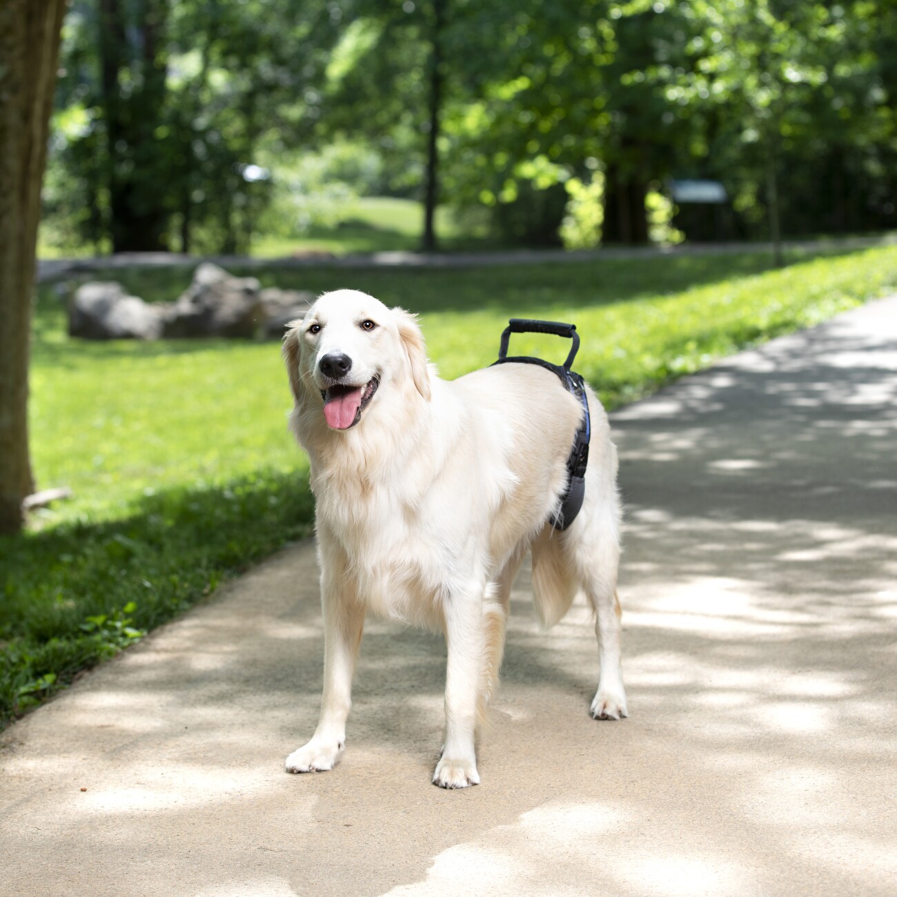 PetSafe CareLift Hüft-Hebegeschirr für Hunde