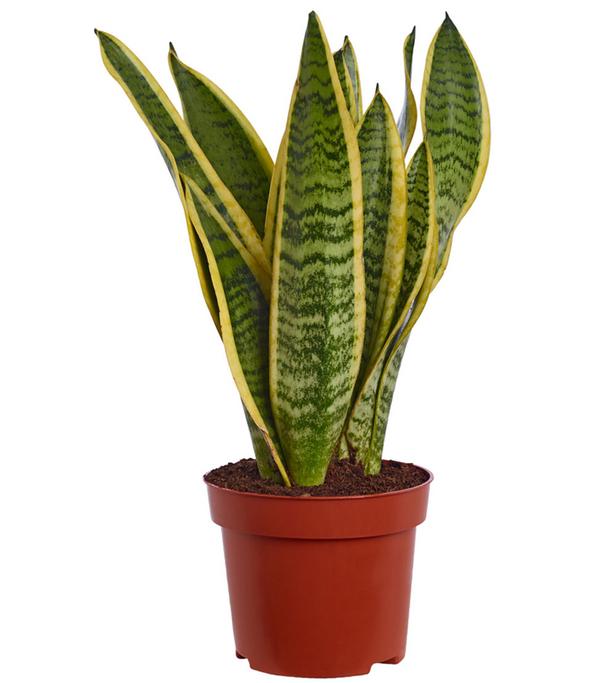 Bogenhanf - Sansevieria trifasciata var.