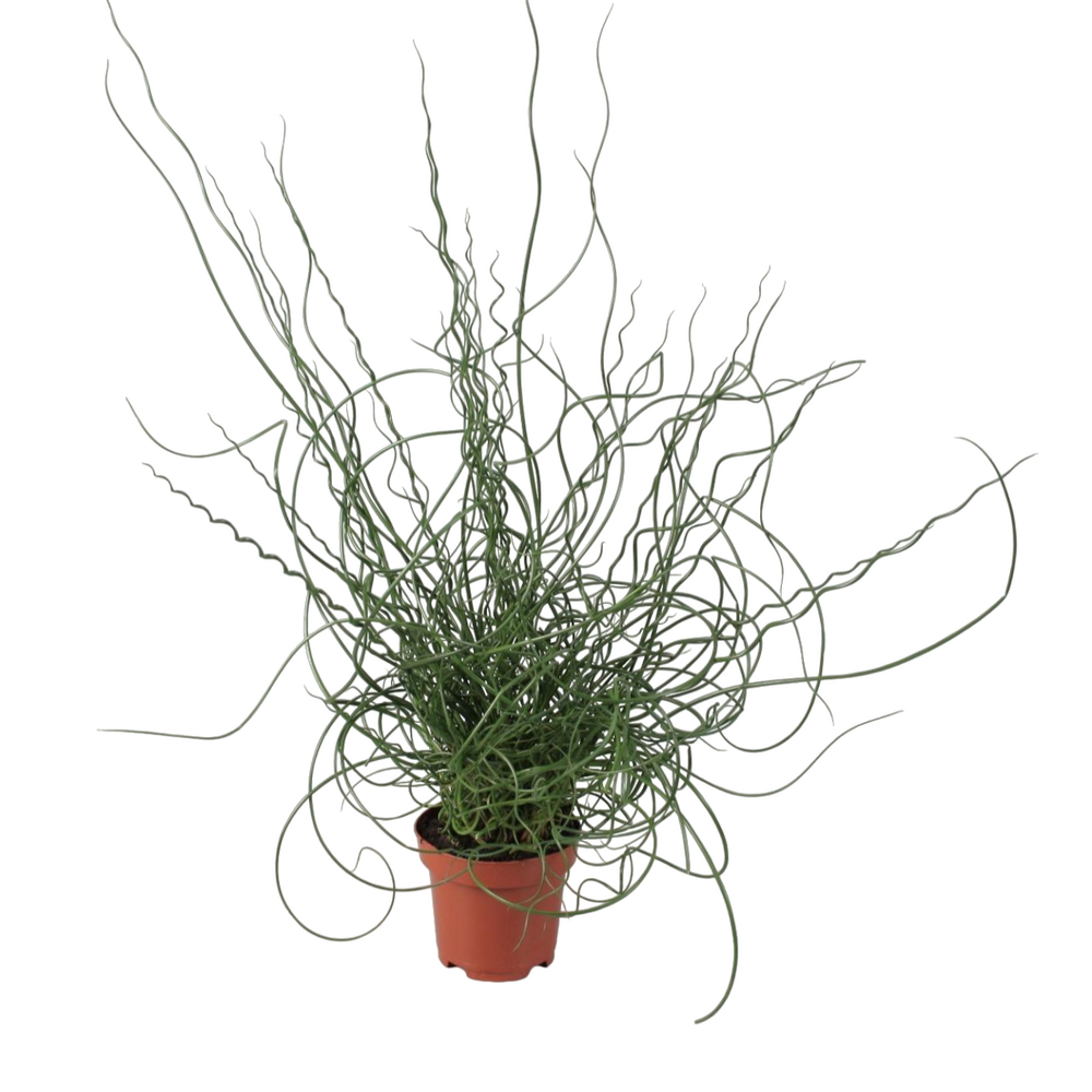 Plante d'intérieur - juncus effusus spiralis 30.0cm