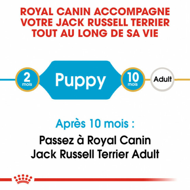 Croquettes Royal Canin Jack Russel Junior