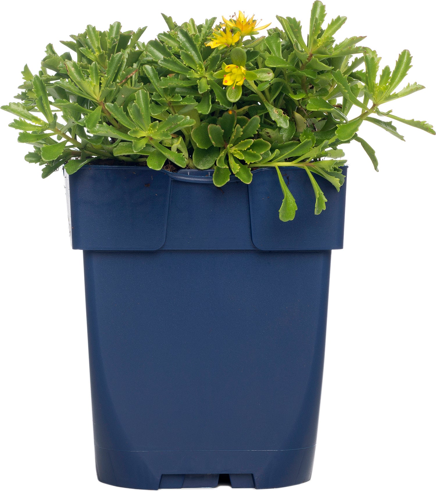 Vetkruid (Sedum floriferum 'Weihenstephaner Gold') D 11 H 15 cm