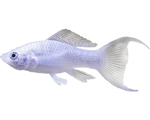 Fish Silver Molly Lyratail - Poecilia latipinna