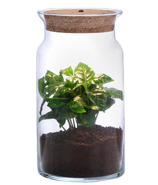 Flaschengarten DIY-Set Kaffeepflanze mit LED,